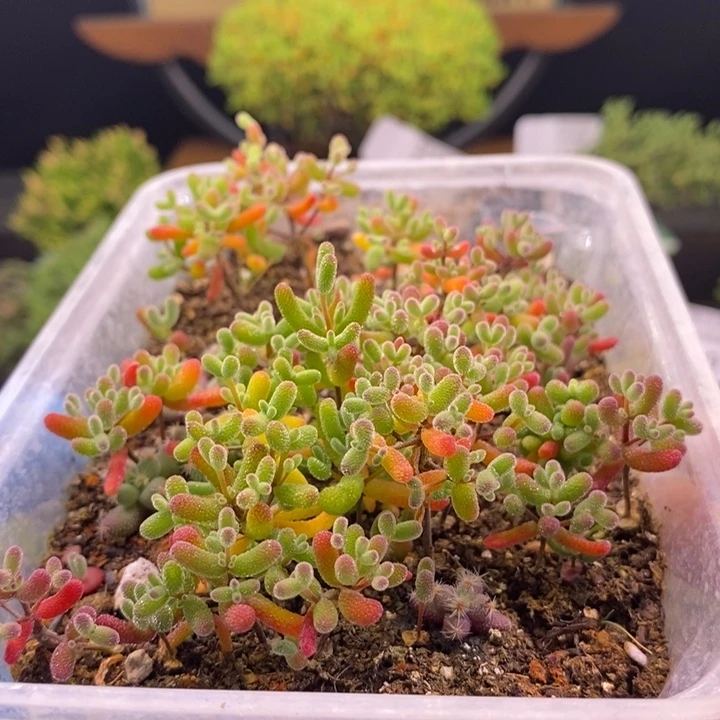 无花朵135混合切糕（大盒）