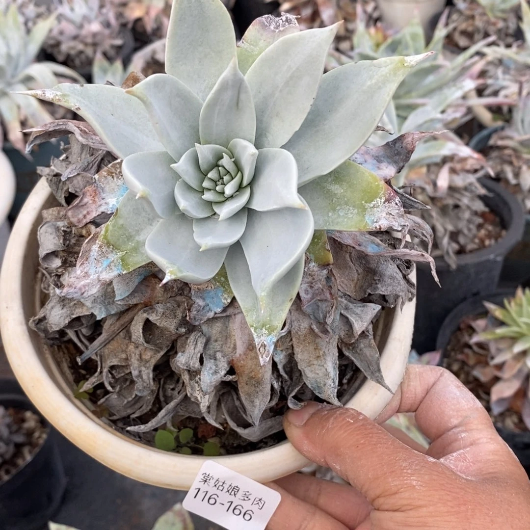 166号卷叶雪山小可爱