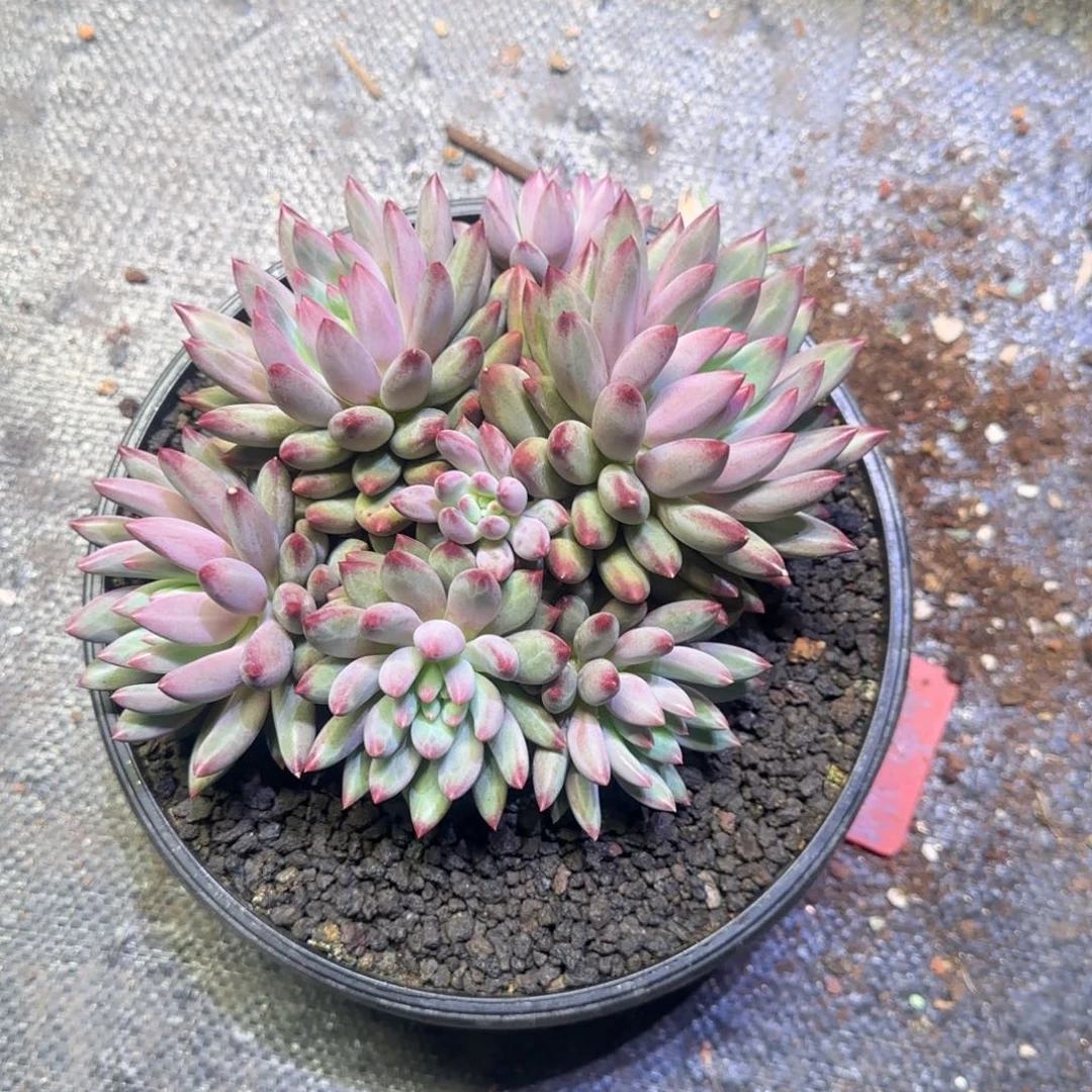 虞美人多肉植物一物一拍