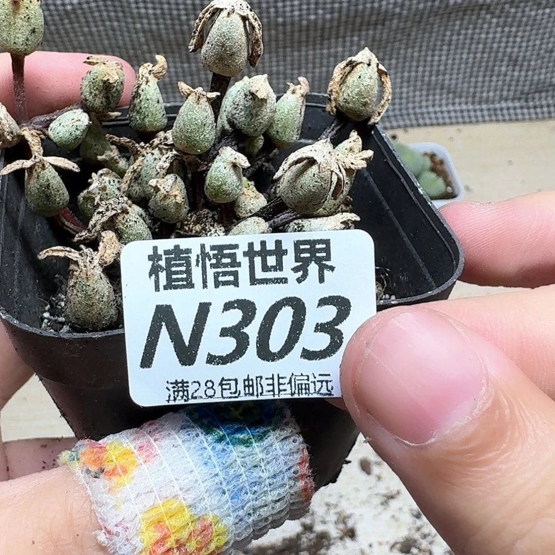 多肉植物的润泽法v