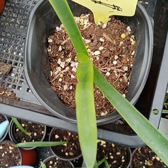 无花朵第九章2+发一个