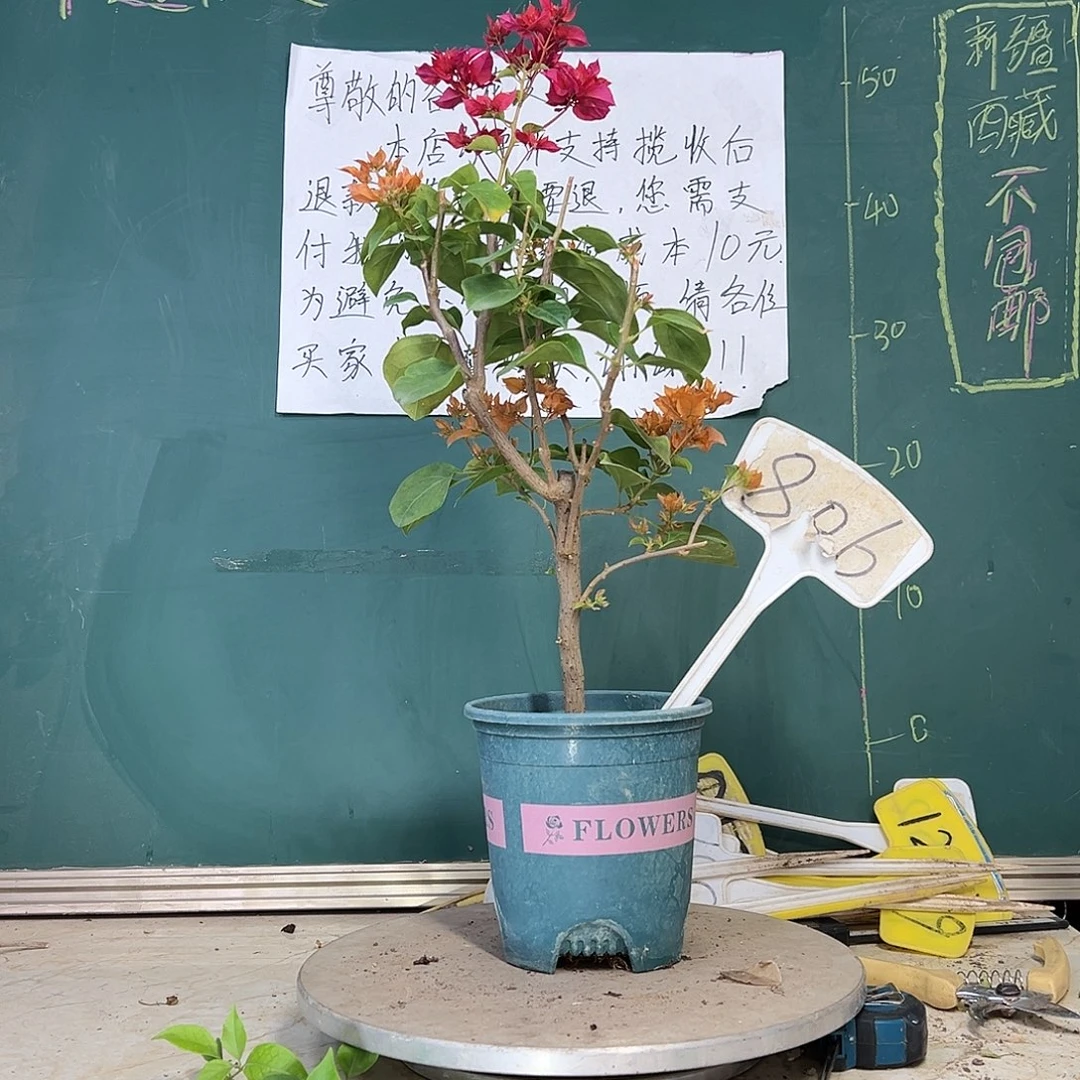 当前无花栽培后可以开花重瓣橙重瓣红同株 806