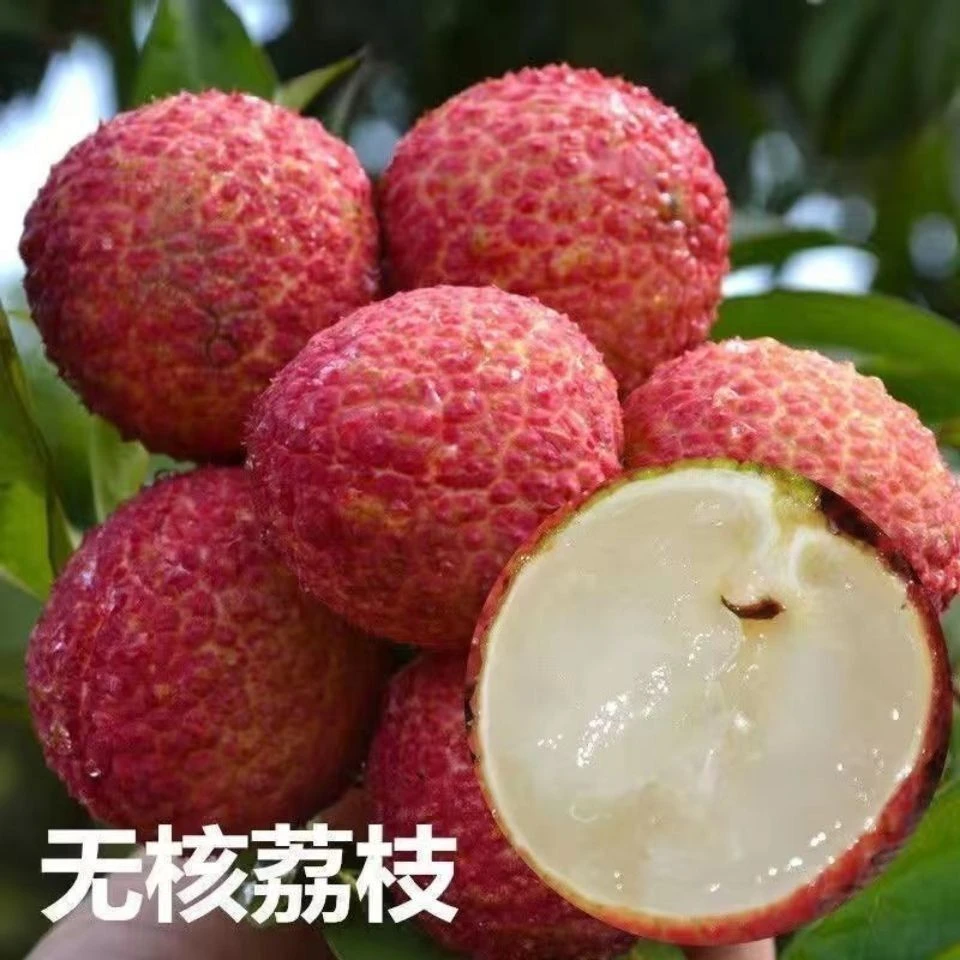 无核荔枝苗 糯米糍荔枝苗  冰荔枝苗