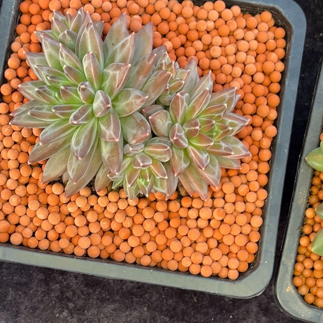 ****࿐小老哥的多肉植物群生多肉