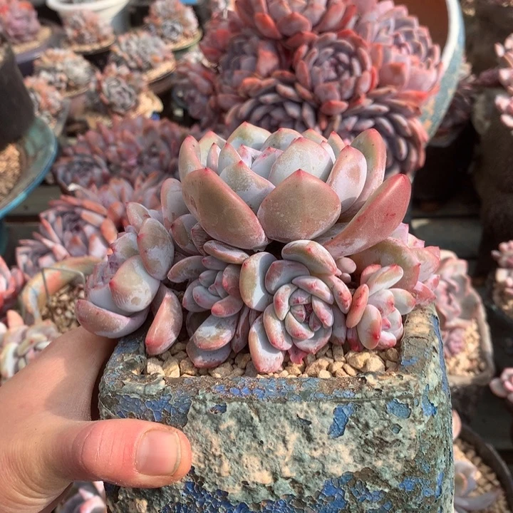 塞纳河落日花花花花花花花