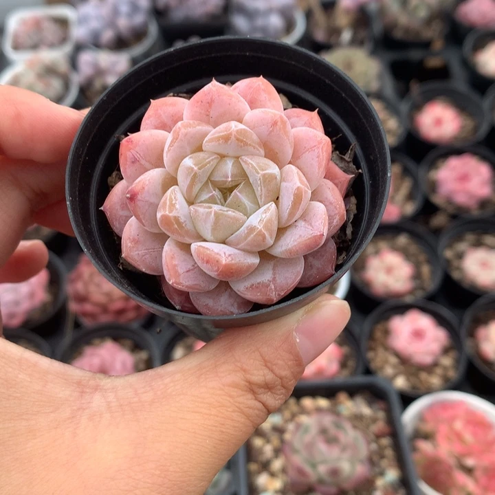 精控冰冰单头多肉