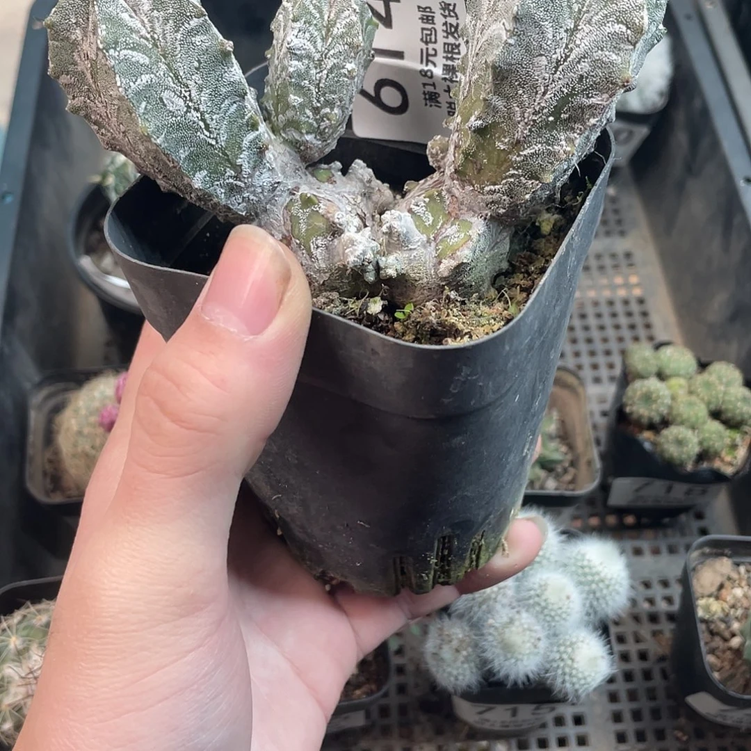 614鸾凤玉石化（满18包邮）