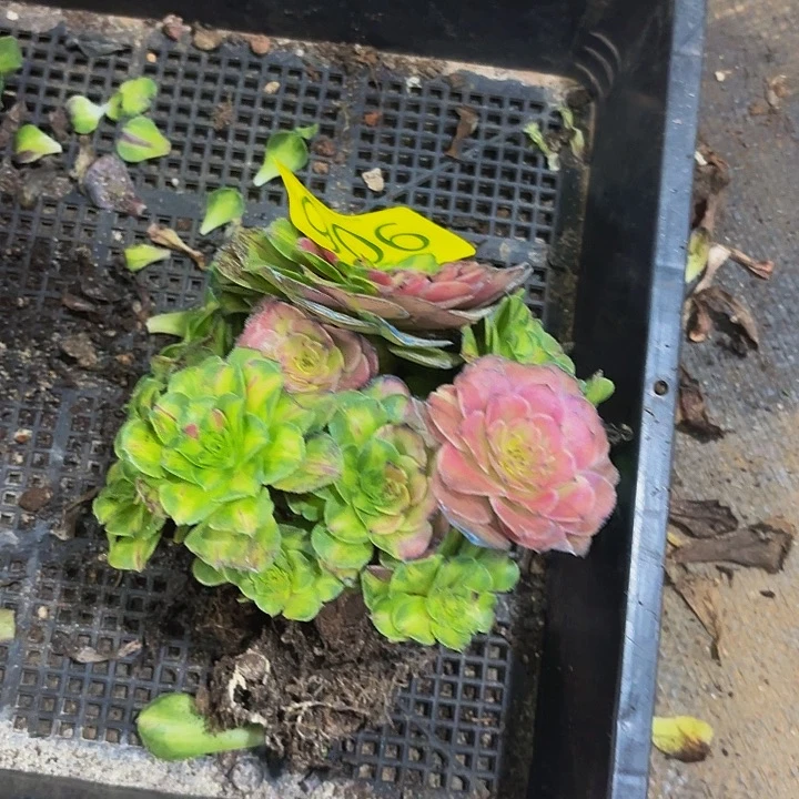 多肉植物福利906个