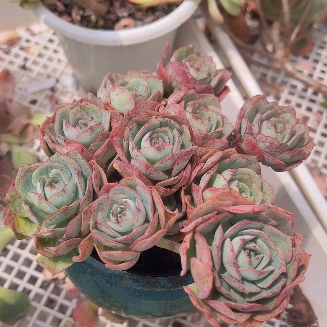 克罗地亚玫瑰 多头群生