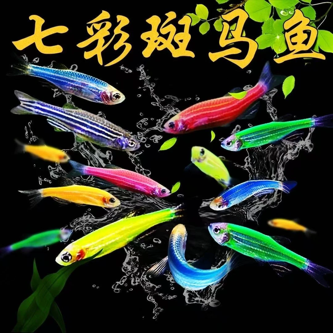（热带鱼）斑马鱼新手热带鱼观赏鱼灯科鱼群游鱼淡水鱼好养易活小鱼