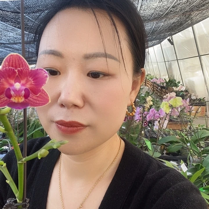 无花朵小金橘变异蝴蝶兰