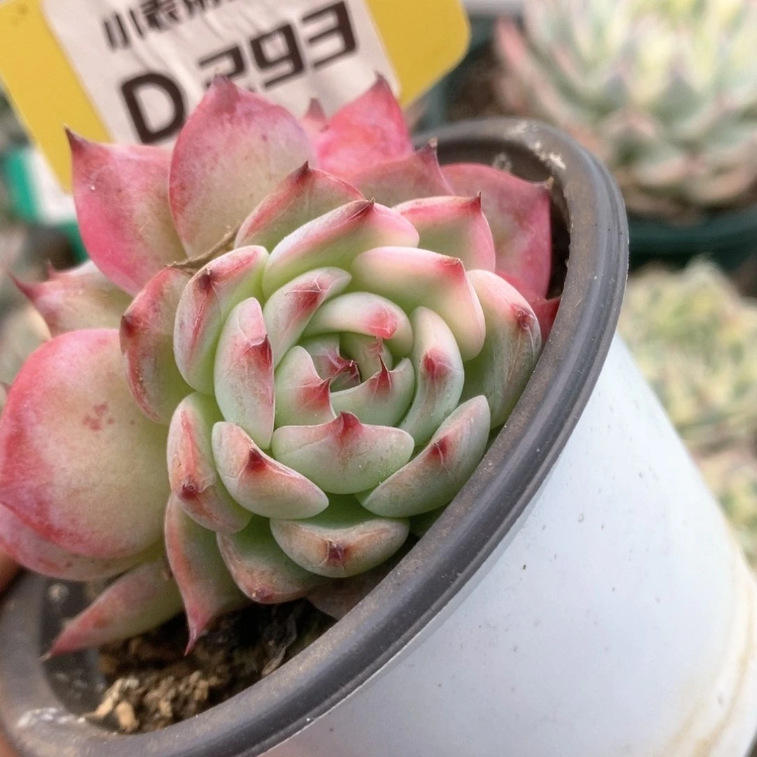 293锦锦锦锦锦锦锦锦