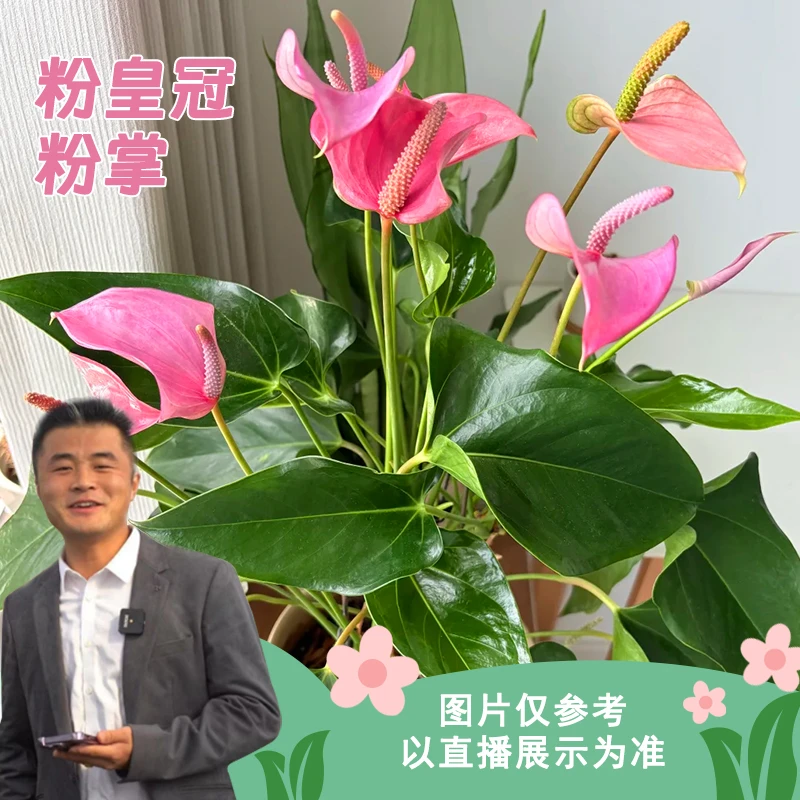 粉皇冠 粉掌绿植盆栽好养护