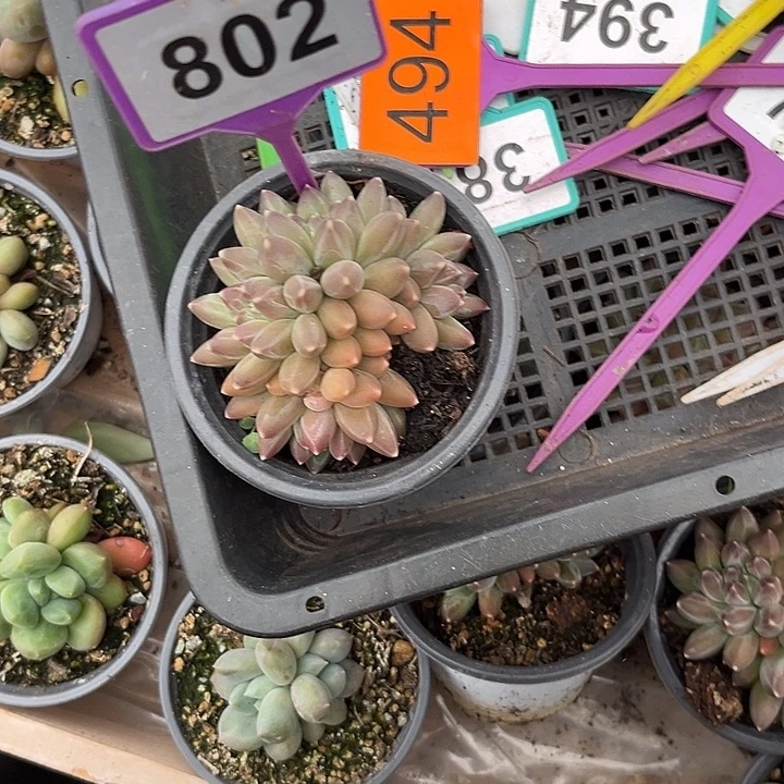 多肉植物伊卡鲁斯802