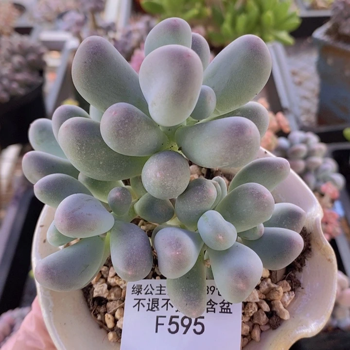 米可奶10cm595多肉植物