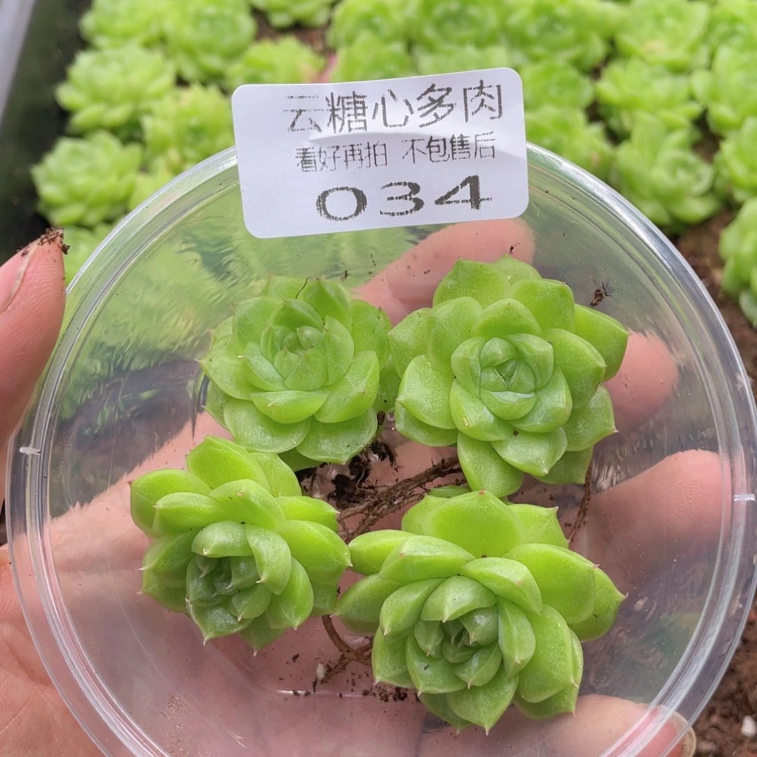 云糖心多肉植物34