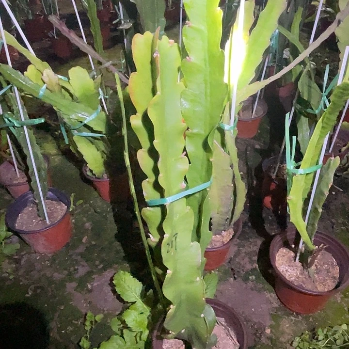 用***0另一件荷花盆栽207号苗子