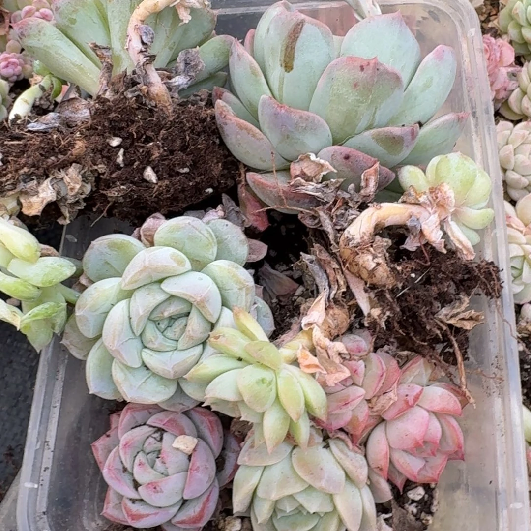 糖心一盒量拍18-2