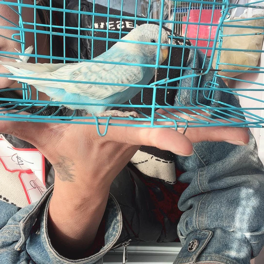 虎皮鹦鹉我的小姐姐