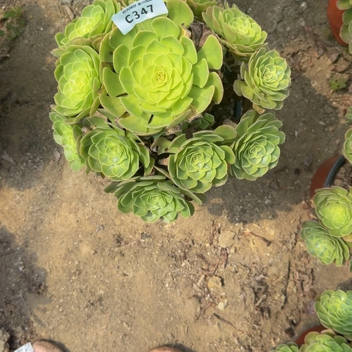 杨***活347雨荷 多肉植物