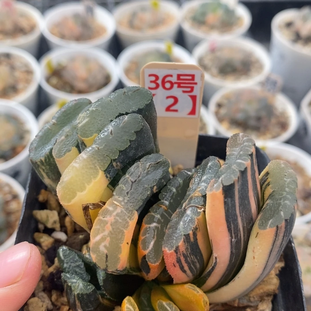 362赤斑玉扇锦十二卷