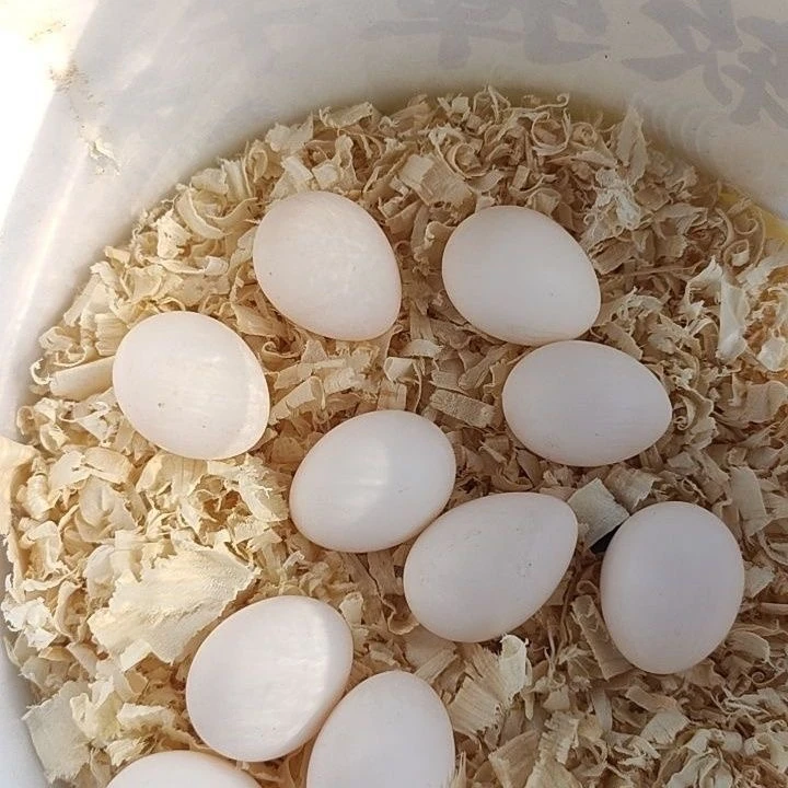 当天 现陶 新鲜蛋 和埫