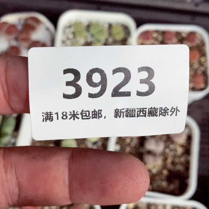 琴***选3923。