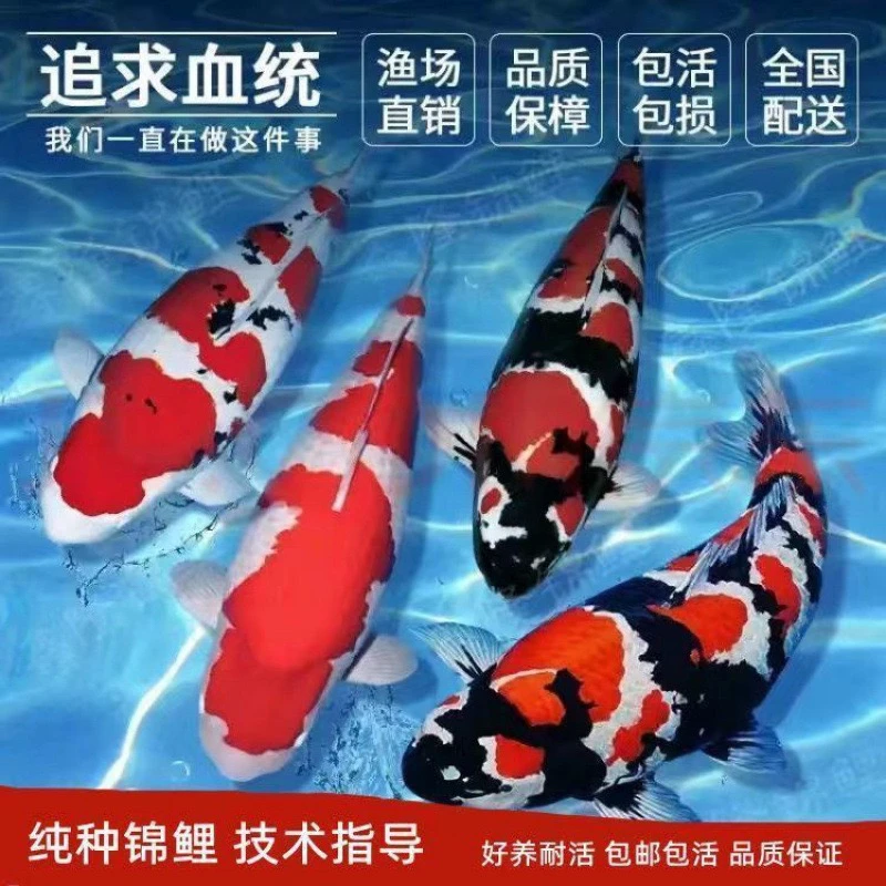 【23—25cm3条混色】纯种红白大正三色锦鲤冷水观赏鱼好养耐活鱼缸