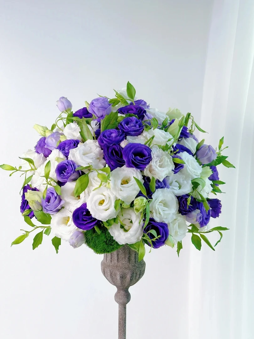 【半岛花铺】白色+紫色洋桔梗 任意两单升级顺丰/京东冷链包邮