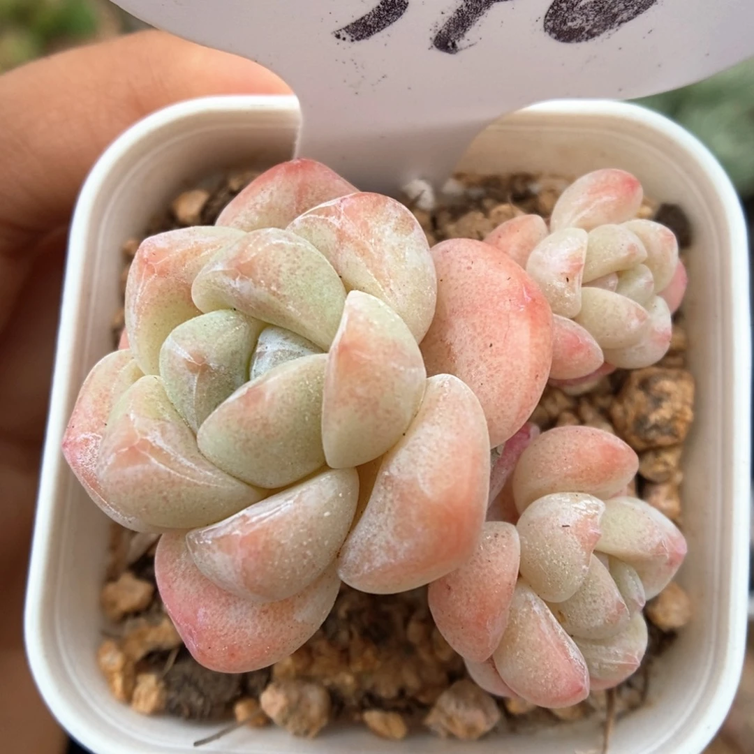 草莓冰玉可拍546号。