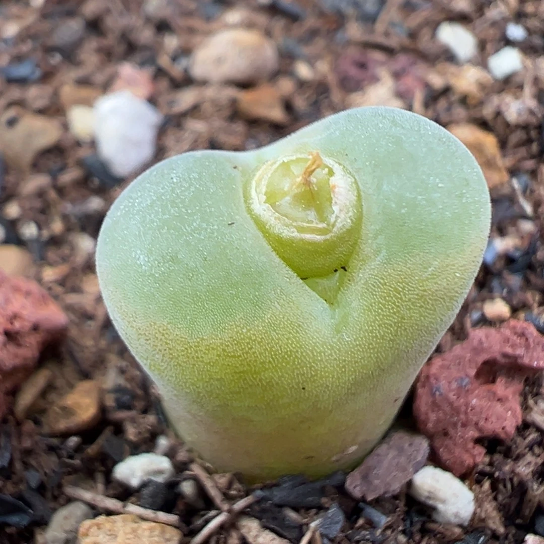 11.22好看的多肉脱土发货121