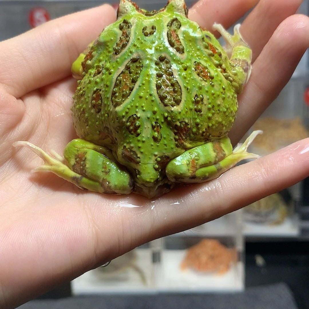 角蛙3280绿角绿角