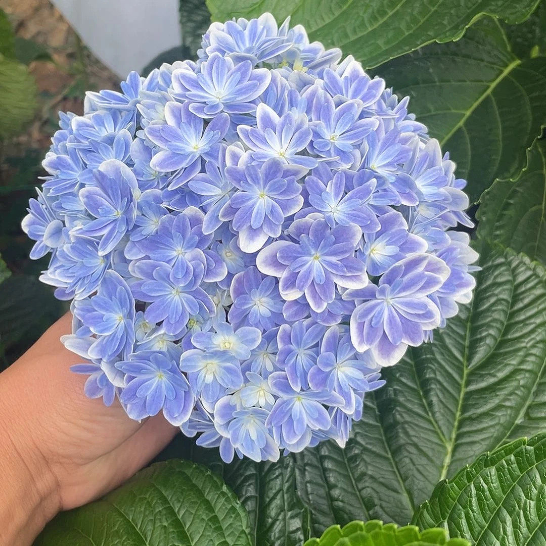 绣球切花一物一拍3枝起包邮,113