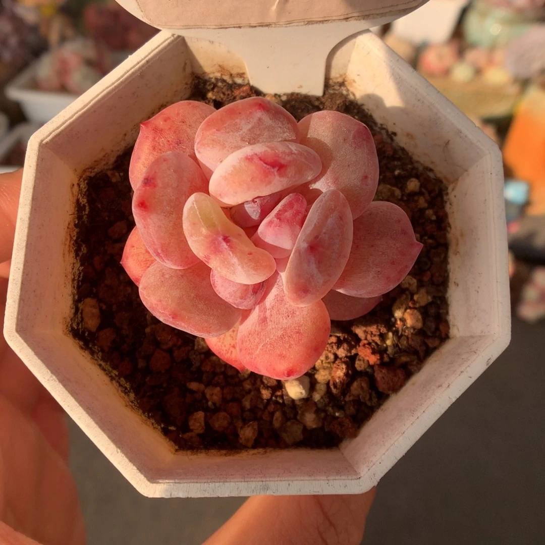 393雪天使石化多肉植物