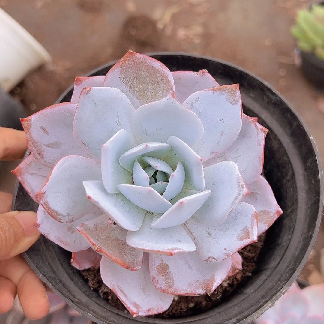 白莲大单头精品老桩