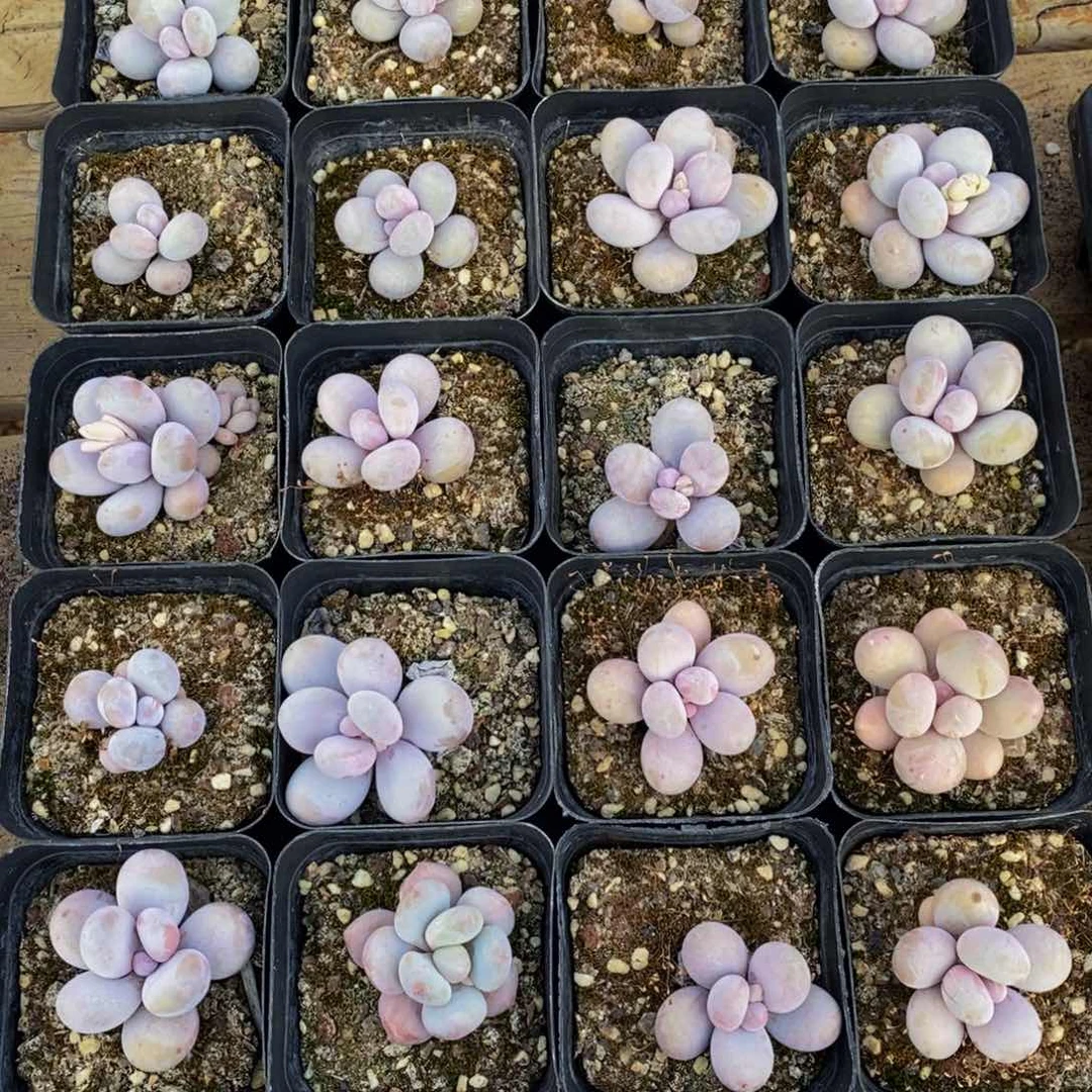 卓*王032的人生态度是一种