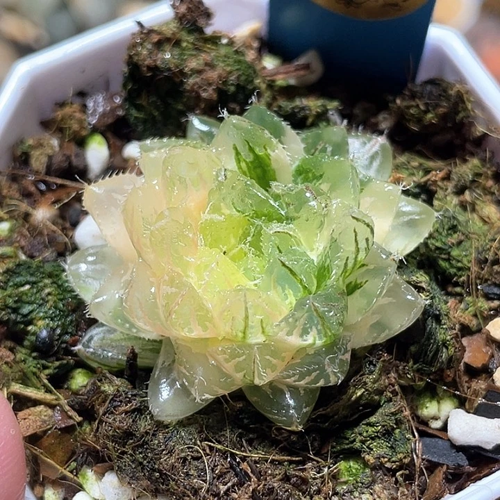 515翠雲錦一物一拍