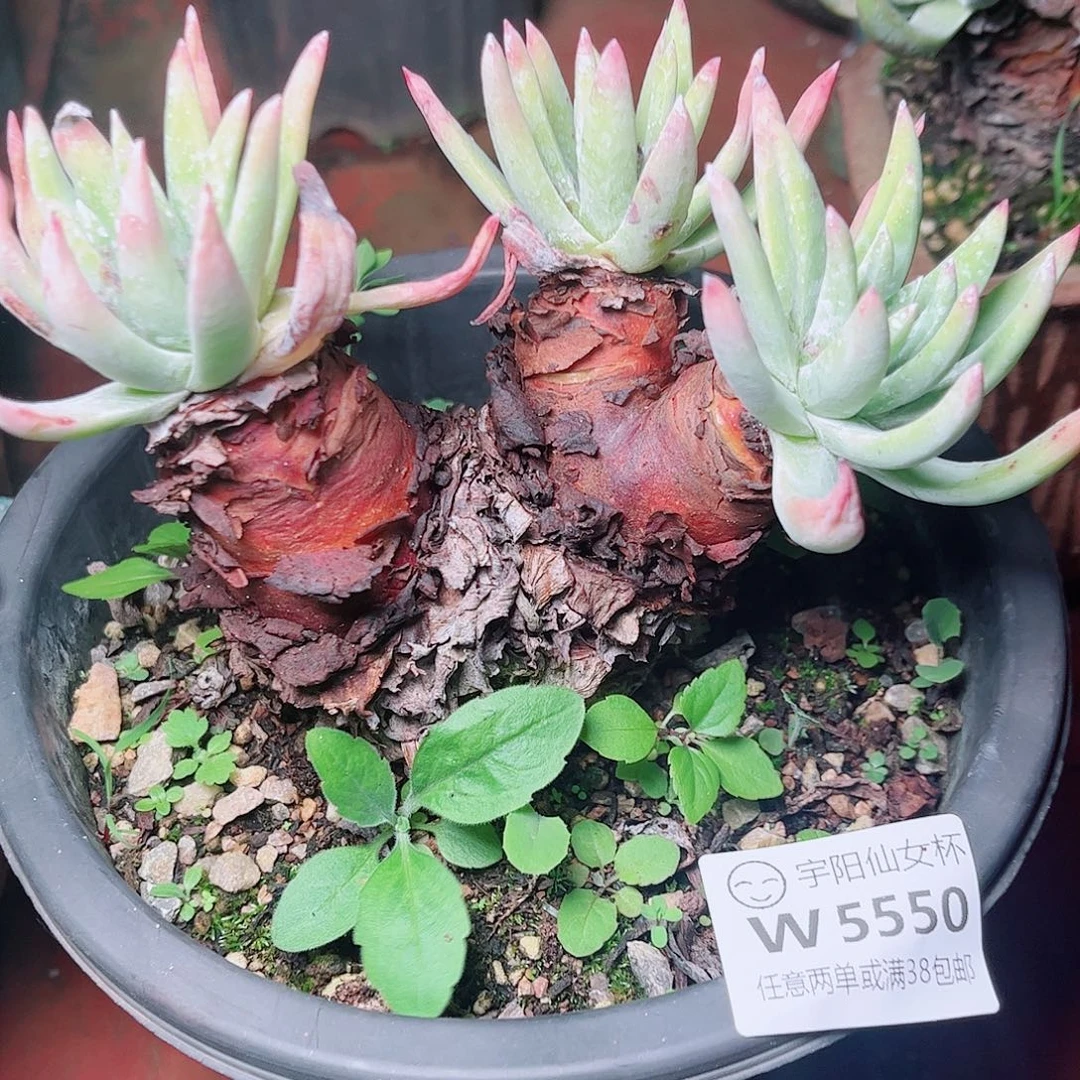 5550奥罗拉仙女杯多肉