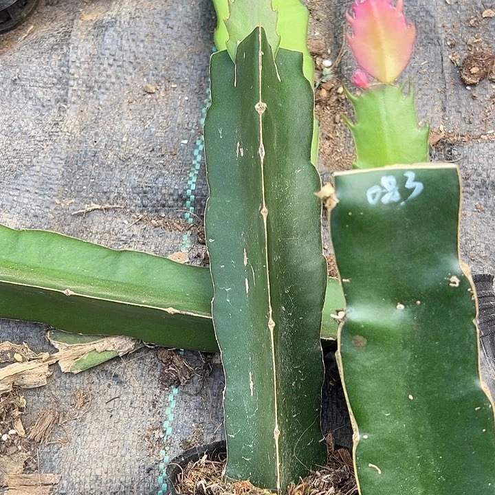 一代083嫁接单片小苗一颗35