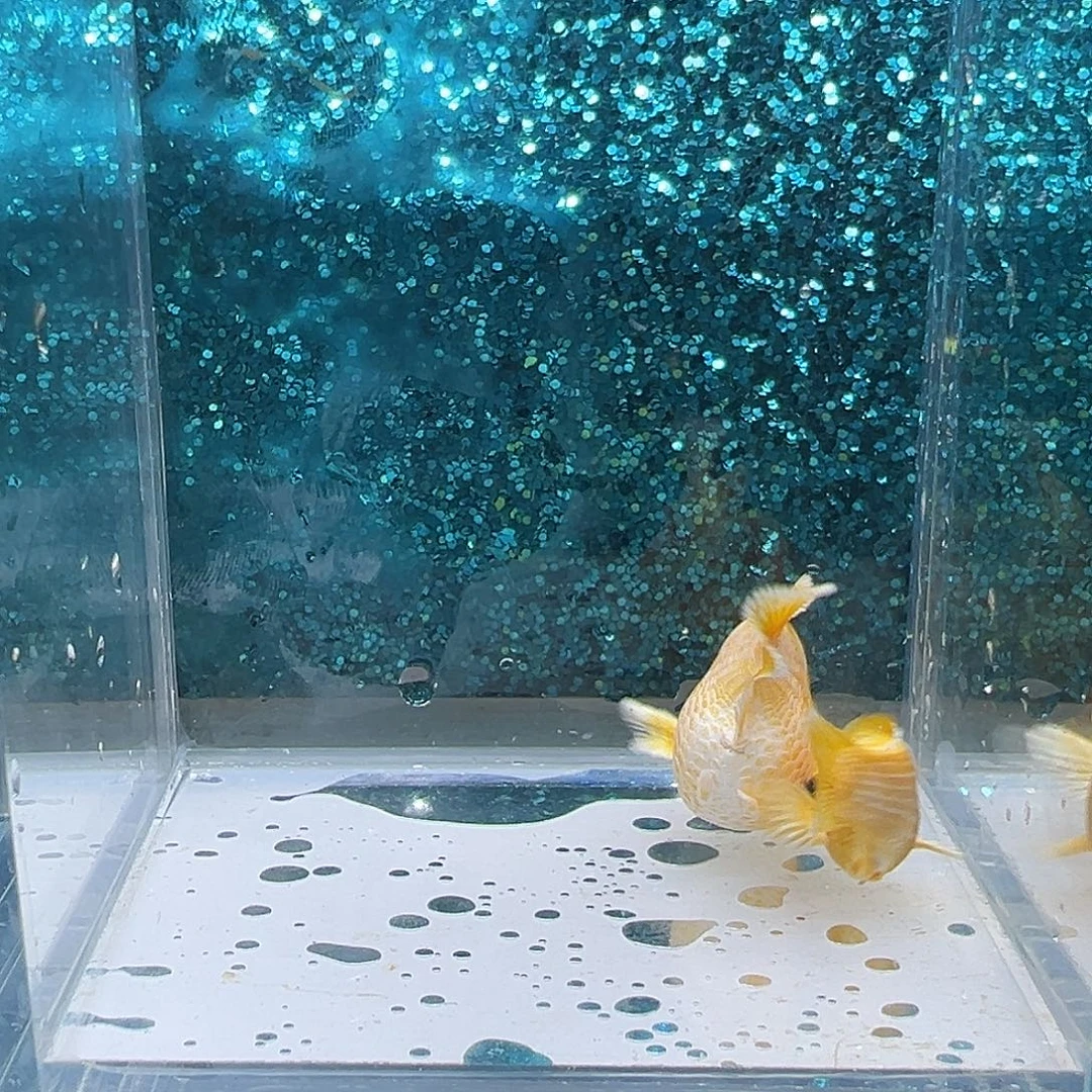 黑玛丽鱼黄金柠檬一对