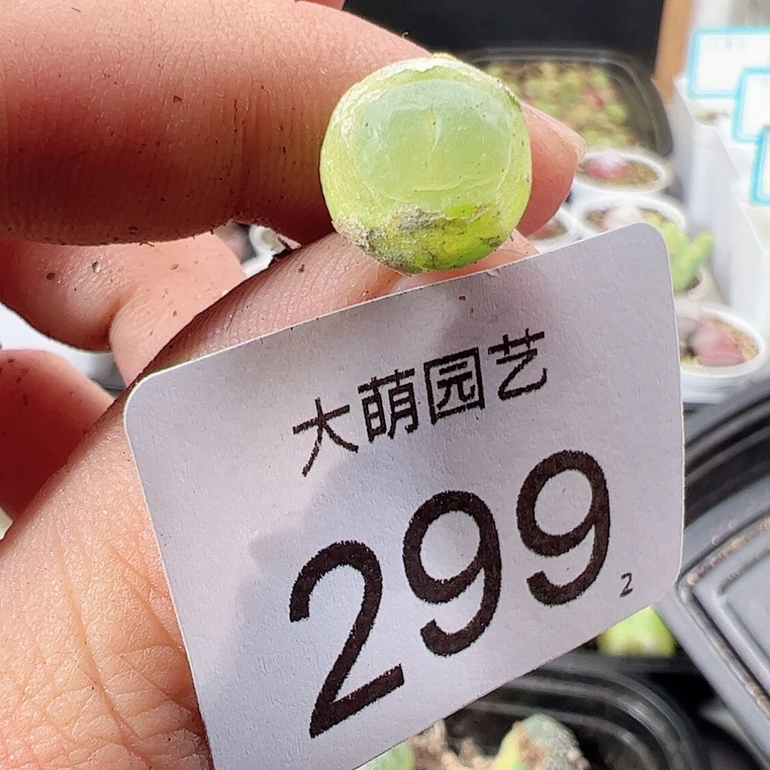 0000299 肉锥一物一拍……