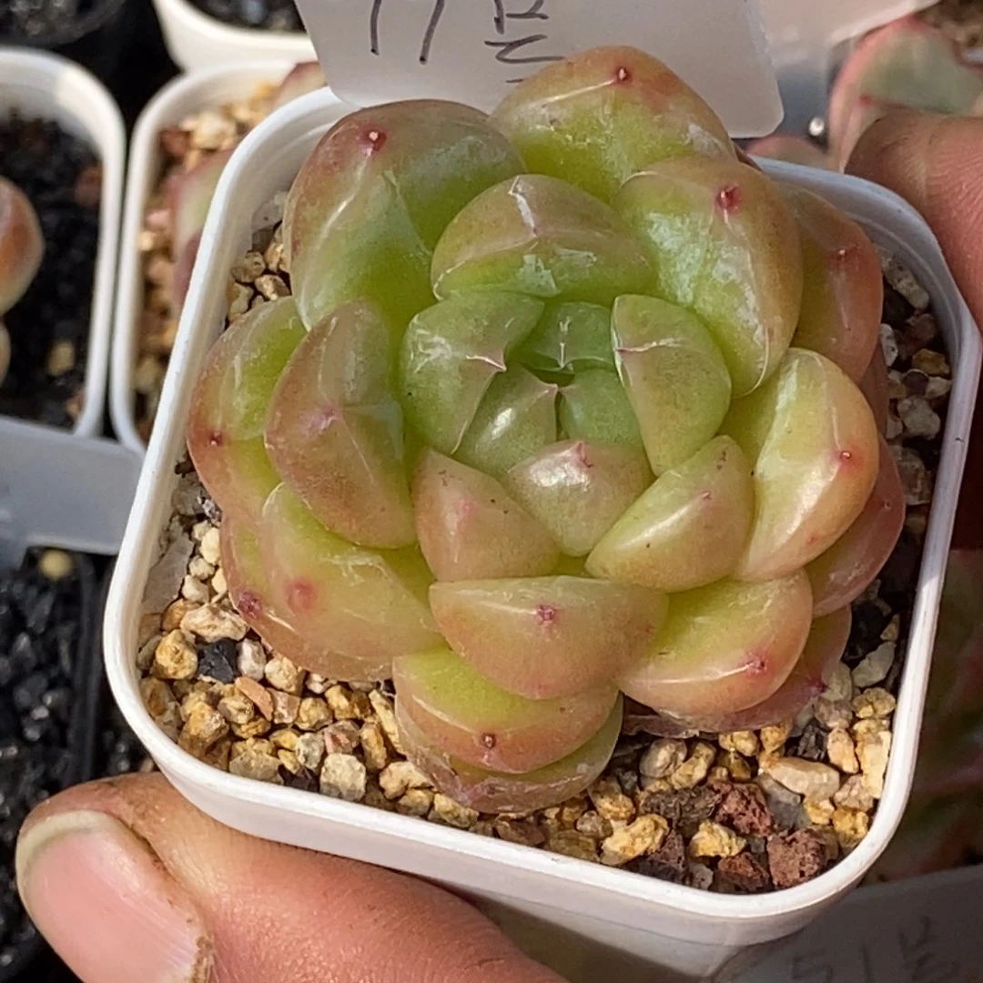 天官赐福百无禁忌