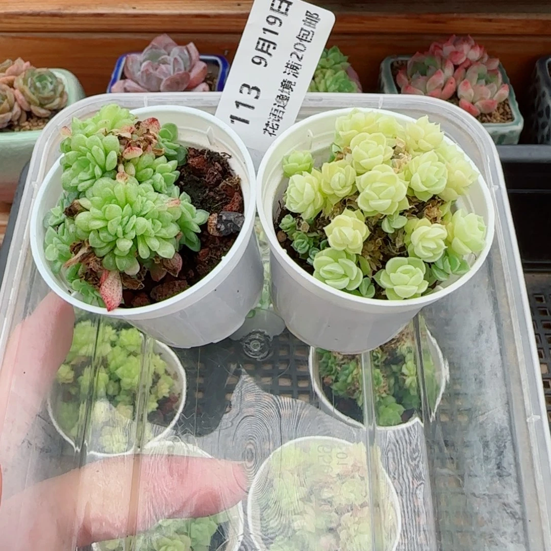 七***喜花语逸镜0919-113两个散