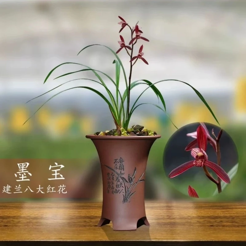 建兰名品【墨宝】 2苗 终身包对版放心购买