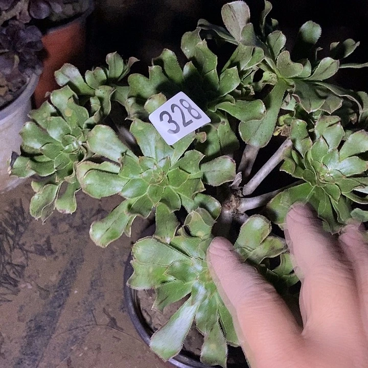 绿法师朵朵328多肉不包断