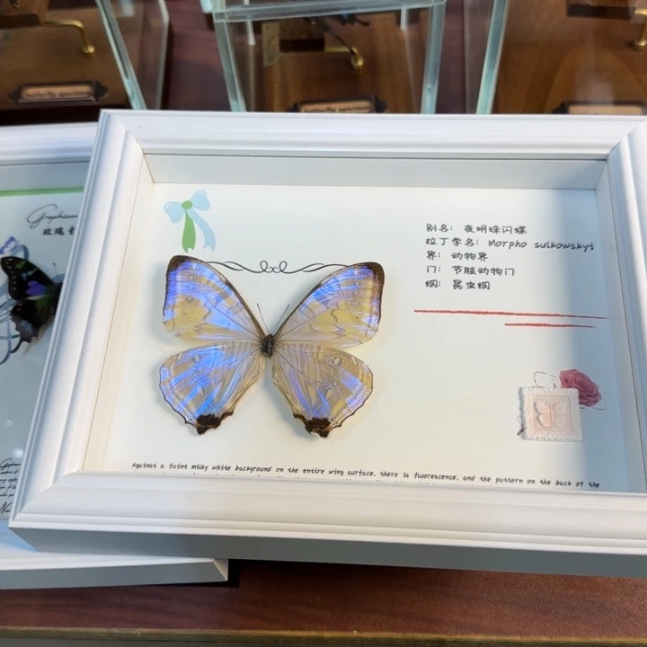 有机玻璃蝴蝶标本蝴蝶标本