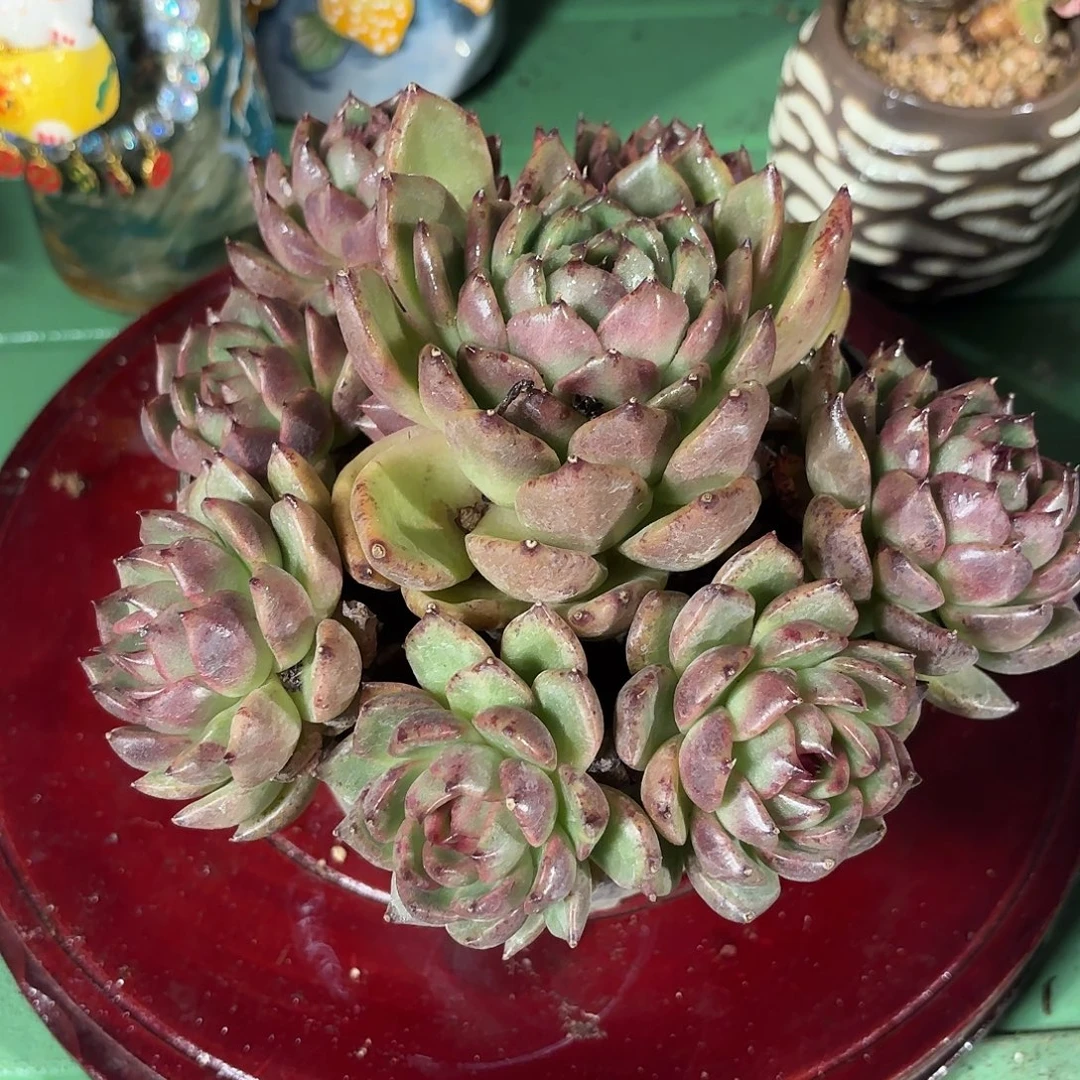 多肉植物啦啦啦啦啦