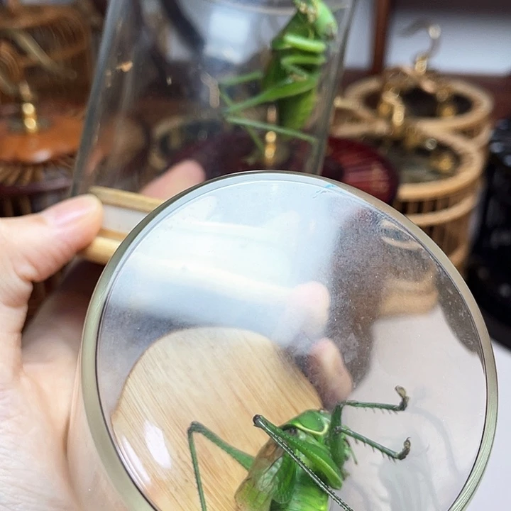 读***史野生精品翡翠绿蝈蝈