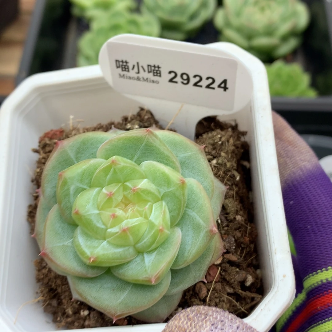 多肉植物杂交珍妮