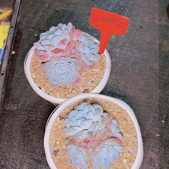 Α****η冰玉两颗一物一拍s0002